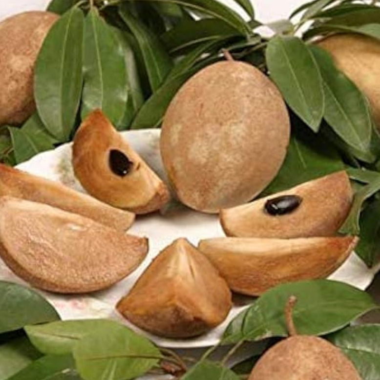 Sapodilla Fruit Seeds up to 50%