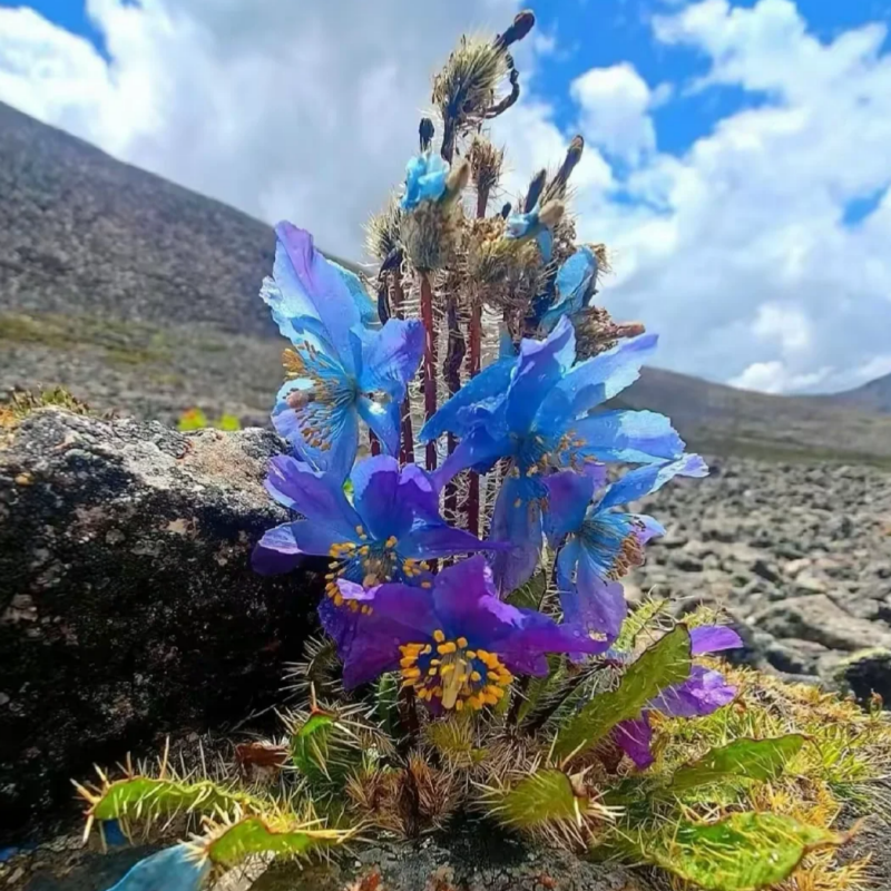 Himalayan blue poppy seeds up to 50%