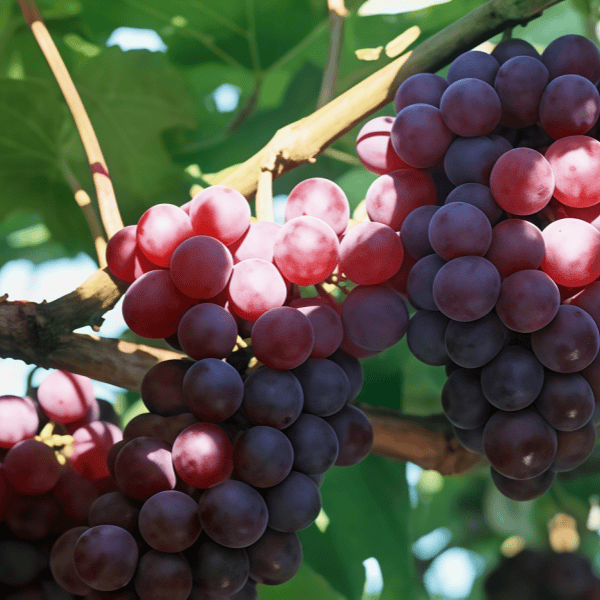 Grape Seeds up to 50%