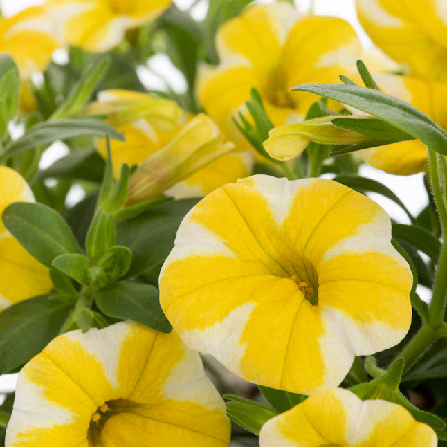 Lemon Calibrachoa Petunia Flower Seeds ¨C up to 50%