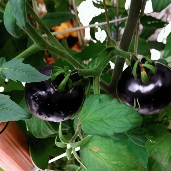 Black Tomato Seeds up to 50%