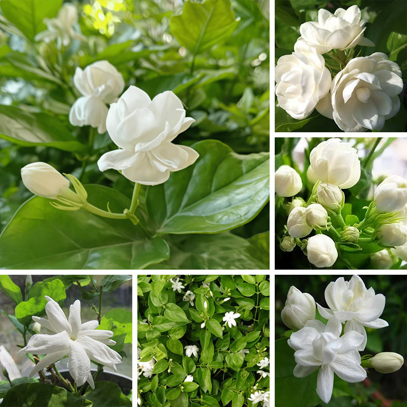 Jasmine Flower Seeds up to 50%
