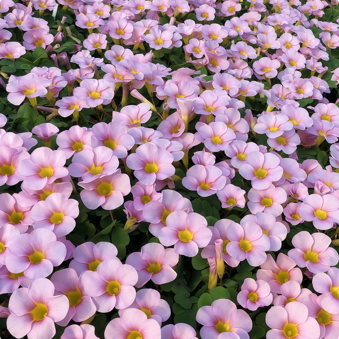 Oxalis Bulbs Collection – Pink, White, Peach Glow, Sunrise, Shy Moon, Medusa, Candy Box – Early Blooming Varieties