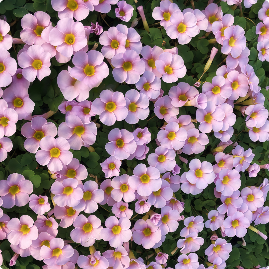 Oxalis Bulbs Collection – Pink, White, Peach Glow, Sunrise, Shy Moon, Medusa, Candy Box – Early Blooming Varieties