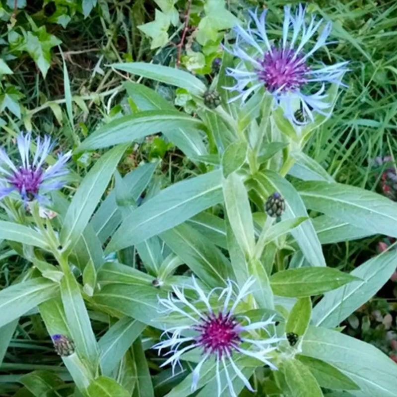 Centaurea Cyanus Seeds up to 50%
