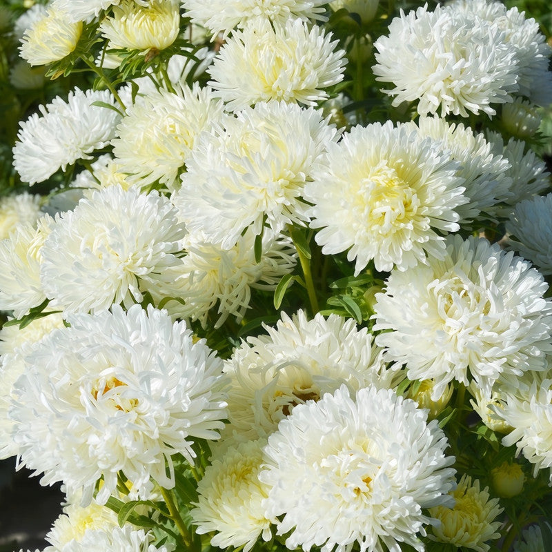 Callistephus Chinensis White Seeds up to 50%