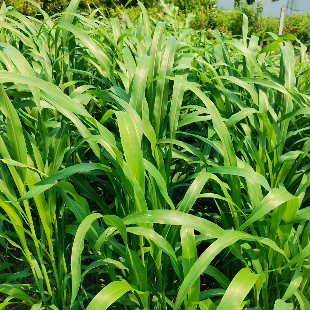 Sorghum Sudan Seeds - Larger Packet High Germination 1/4-1/2LB Onsaleseeds