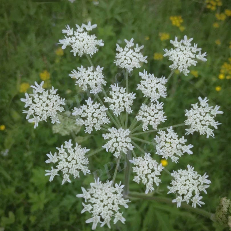 Heracleum Hemsleyanum Diels Seeds - Larger Packet High Germination 900-4500 Onsaleseeds