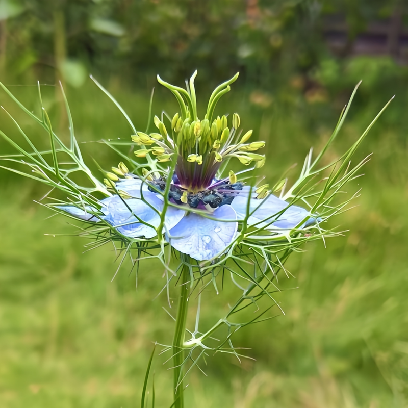 Love In A Mist Seeds - Light Purple Larger Packet High Germination 4000-20000 Onsaleseeds