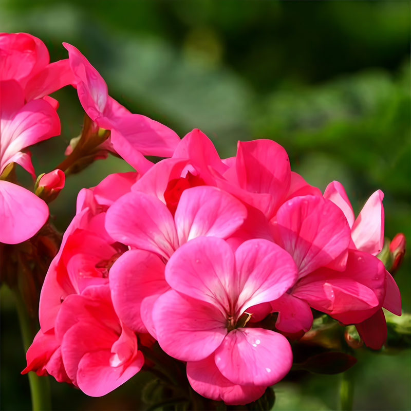 Pelargonium Seeds - Pink High Germination Onsaleseeds