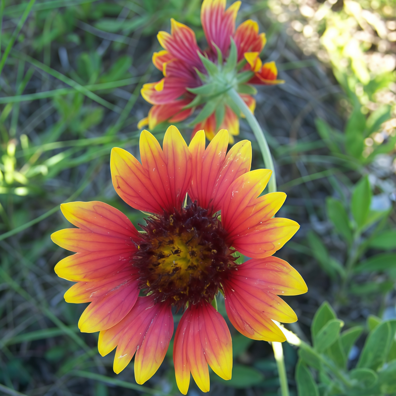 Blanket Flower Seeds - Red Yellow Larger Packet High Germination 500-2500 Onsaleseeds