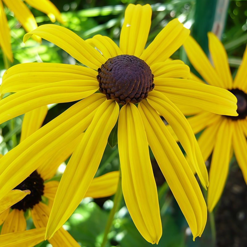 Rudbeckia Seeds - Yellow Single Petal Larger Packet High Germination 3000-15000 Onsaleseeds