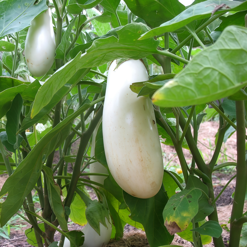 Solanum - White Larger Packet High Germination 900-4500 Onsaleseeds