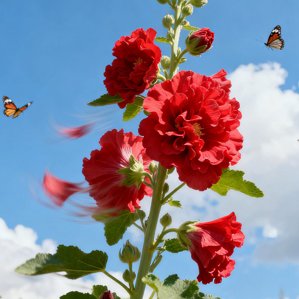Alcea Rosea Red Seeds up to 50%