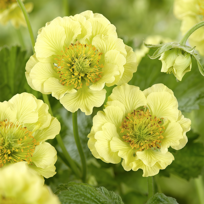 Geum Yellow Seeds up to 50% Large Pack · 300-1500 Seeds