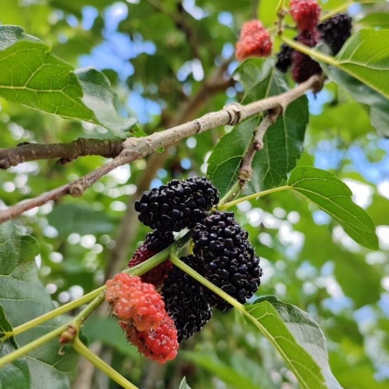Mulberry Tree seeds up to 50%
