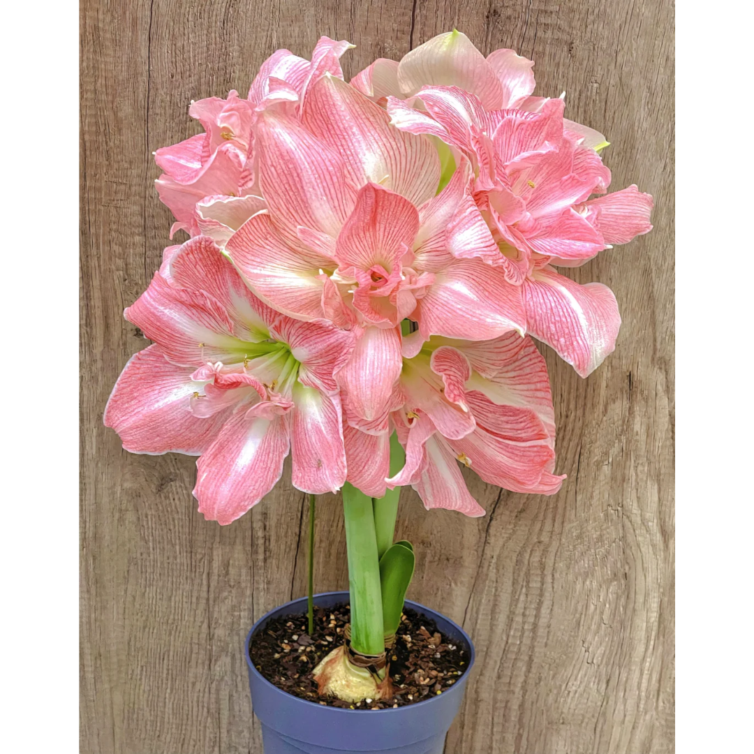 Amaryllis Bulbs ¨C Stunning Winter Blooms | up to 50% Off
