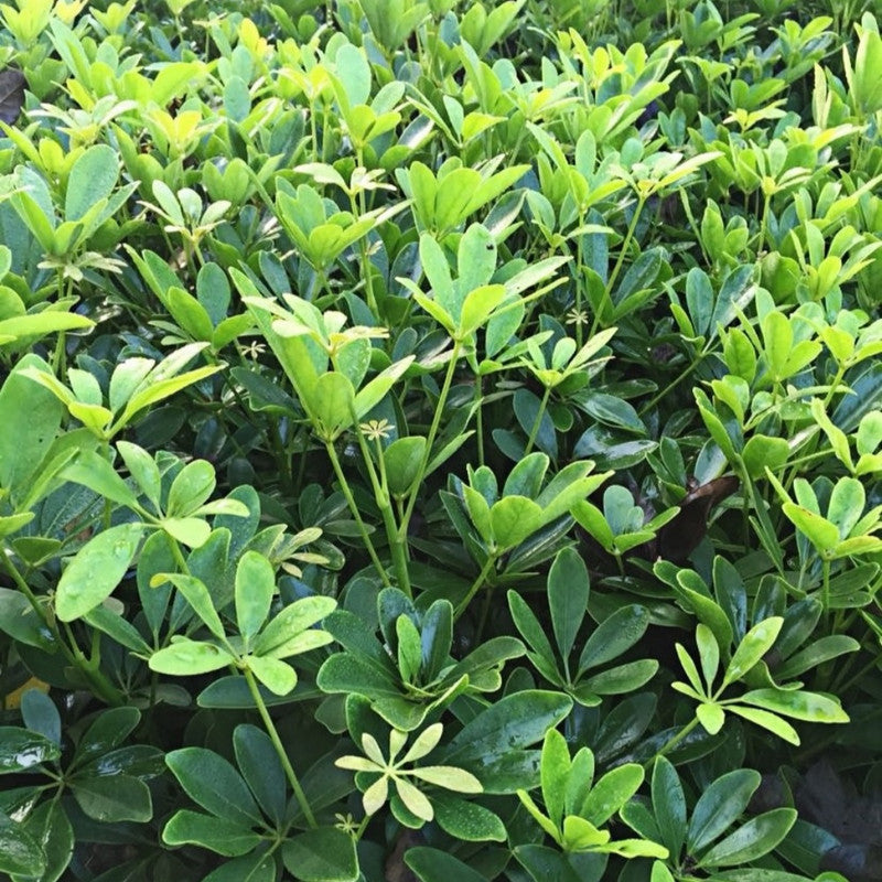 Bluemoon Seeds - Larger Packet High Germination 1/4-1/2LB Onsaleseeds