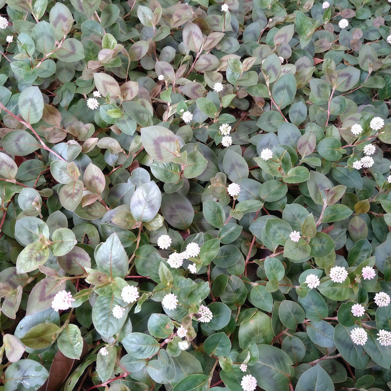 Polygonum Seeds - Pink Larger Packet High Germination 1000-5000 Onsaleseeds