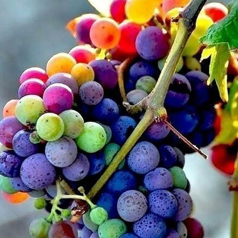 Rainbow Grape Fruit Seed Rare Sweet Fruit Gardening up to 50%