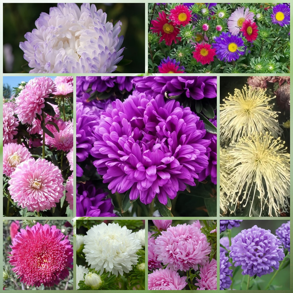 Wildflower Seeds - Multicolored Mix Includes Dwarf morning-glory, Coreopsis Tinctoria, Garden Verbena, etc.