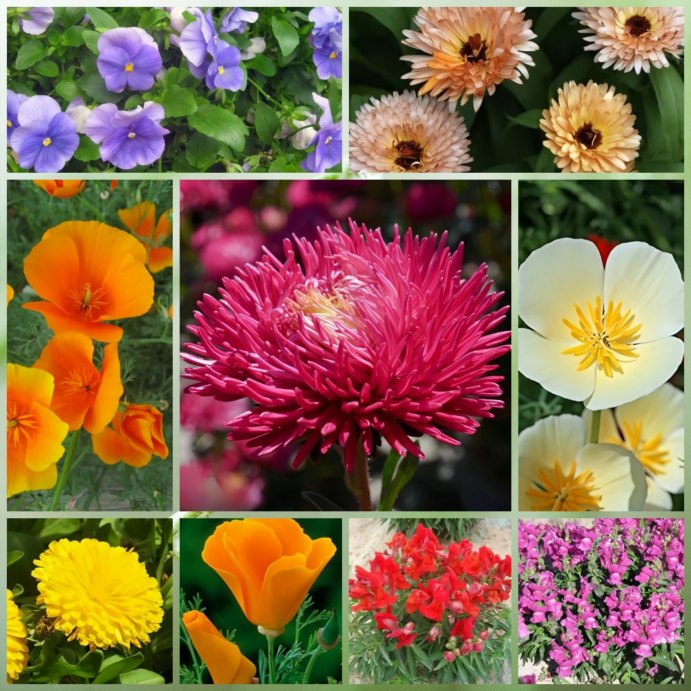 Wildflower Seeds - Shade Tolerant Mix Includes Papaver, Snapdragon, China Aster, etc.