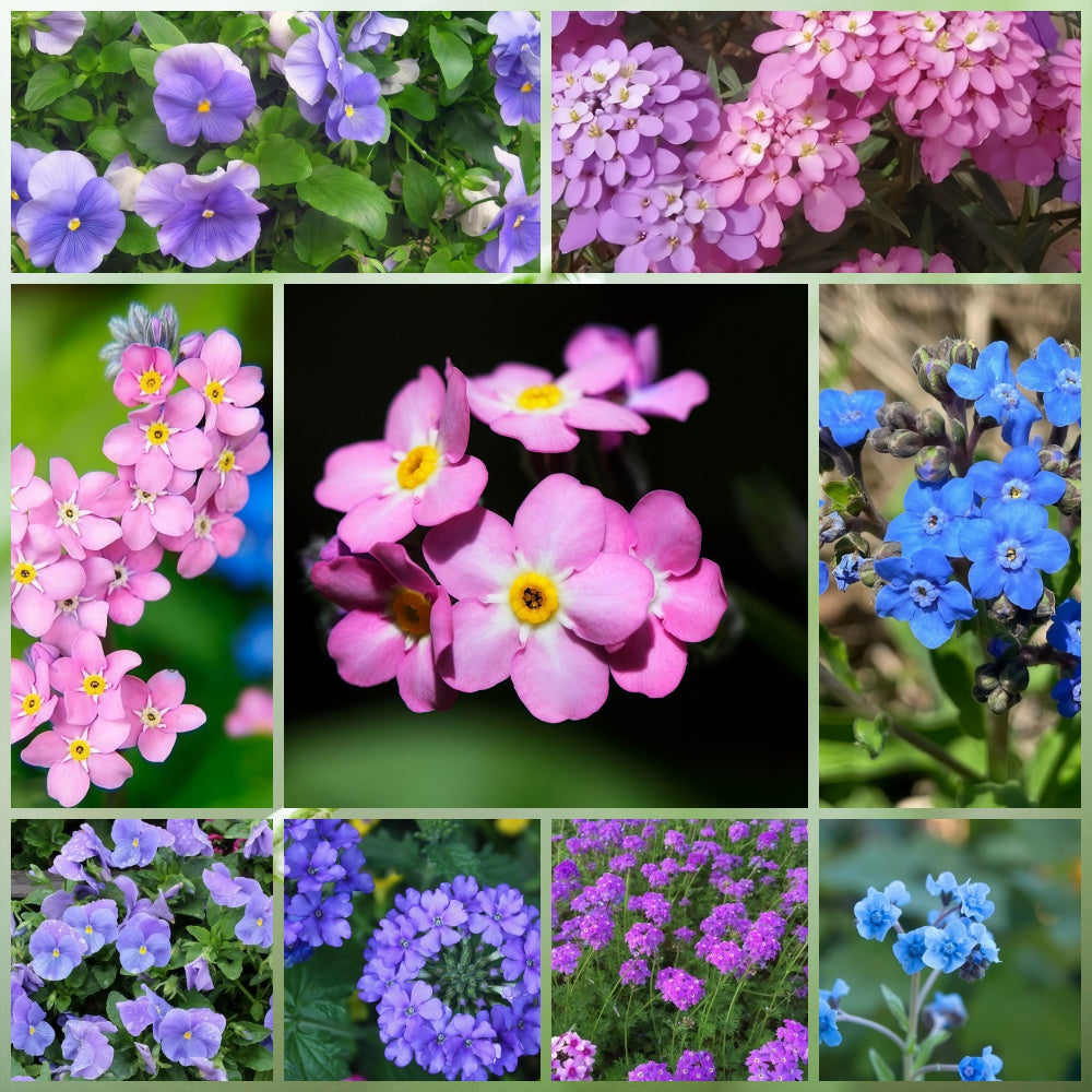 Wildflower Seeds - Cold Resistant Dwarf Plant Mix Includes Verbascum Blattaria L., Aubrieta, Dianthus,etc
