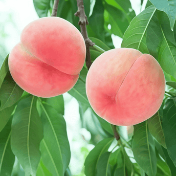 Organic Peach Seeds