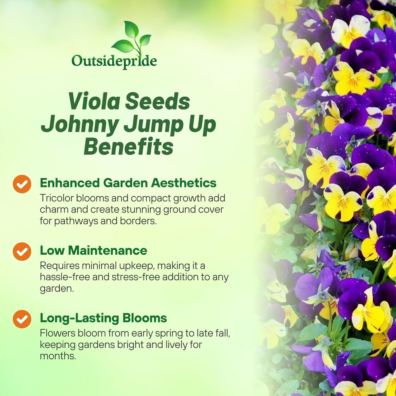 Violet Flower Seeds up to 50%