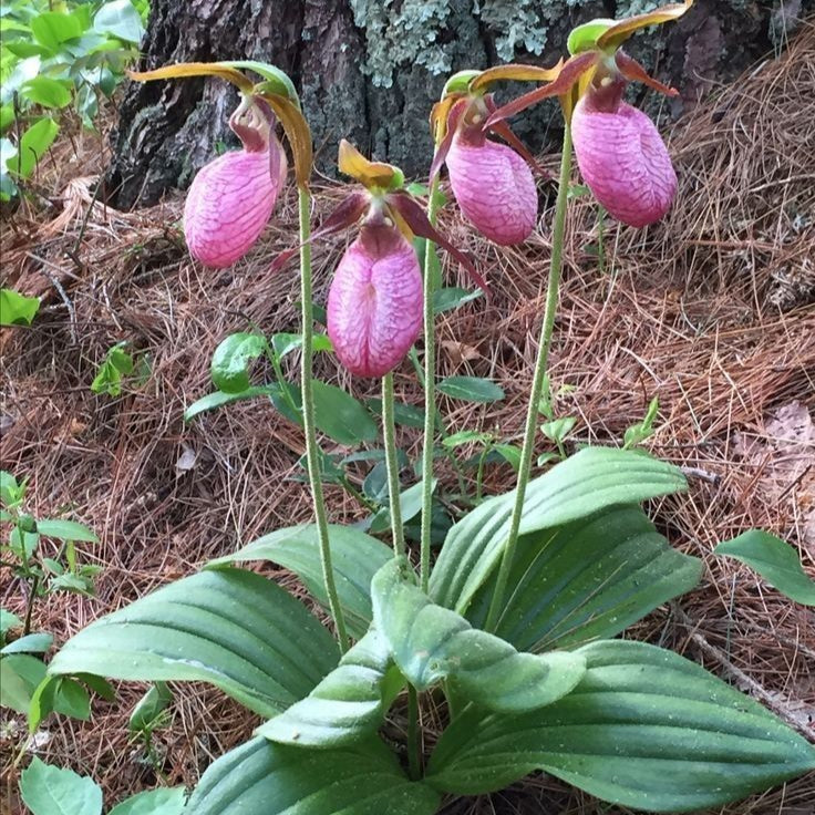 Pink Lady's Slipper Seeds up to 50%