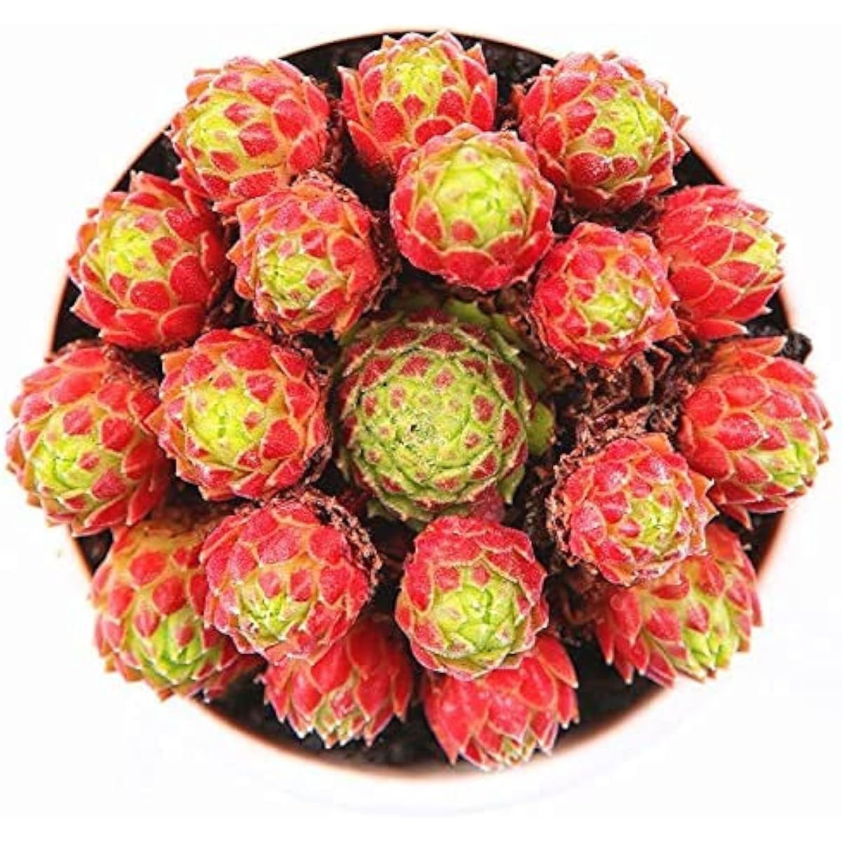 Sempervivum Succulent Seeds for Home Decoration – up to 50%