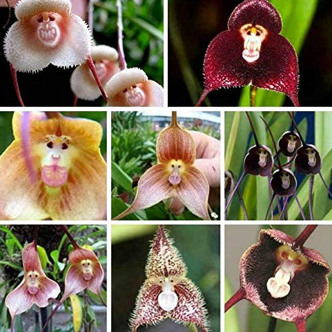 elwyn 100 monkey face orchid plant seeds Monkey Face Mimulus Hybridus Seeds up to 50% Large Pack · 200-1000 Seeds
