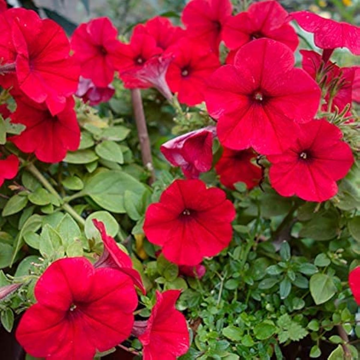 Petunia Flower Seeds up to 50%