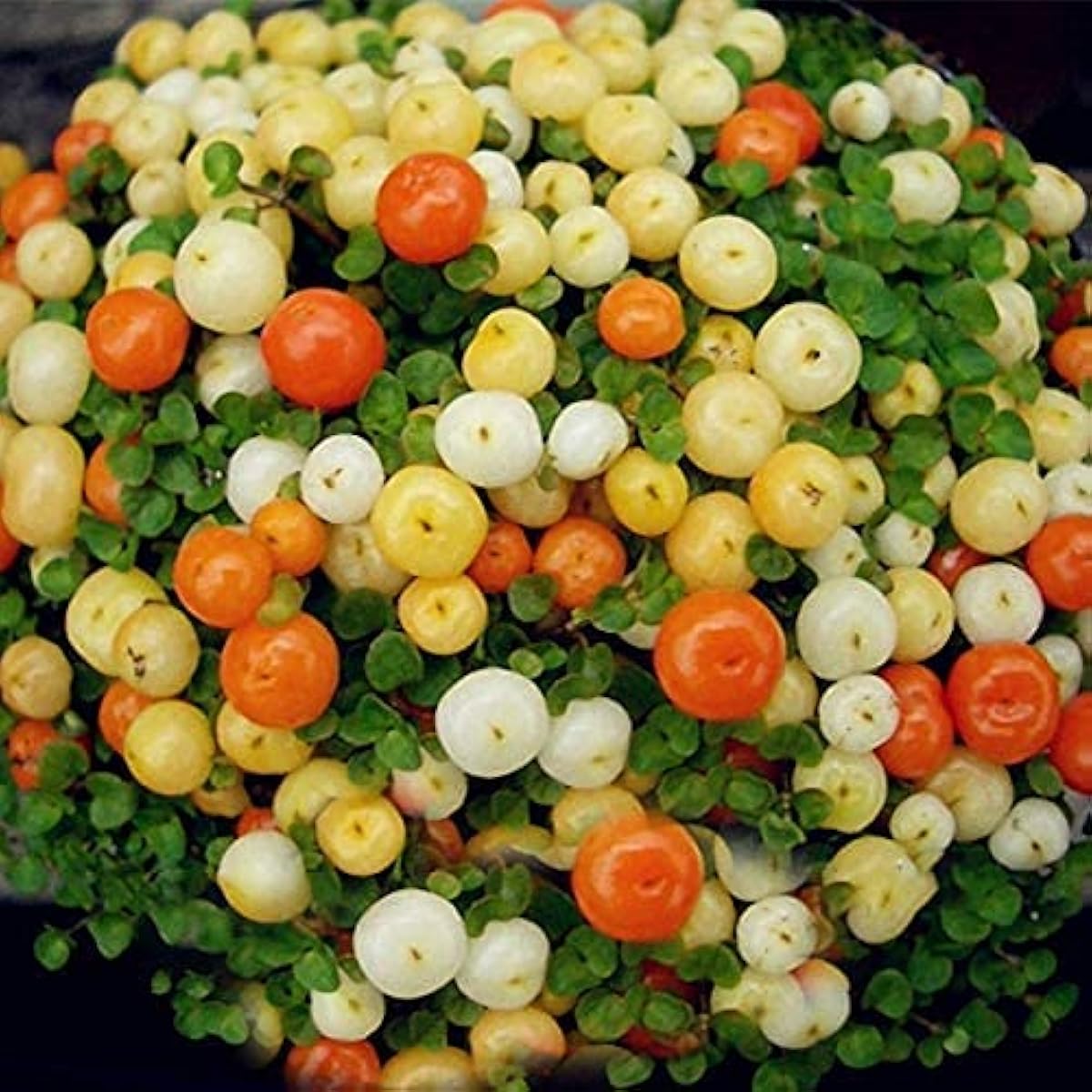 Lamp Beads Grass Seeds ¨C up to 50%