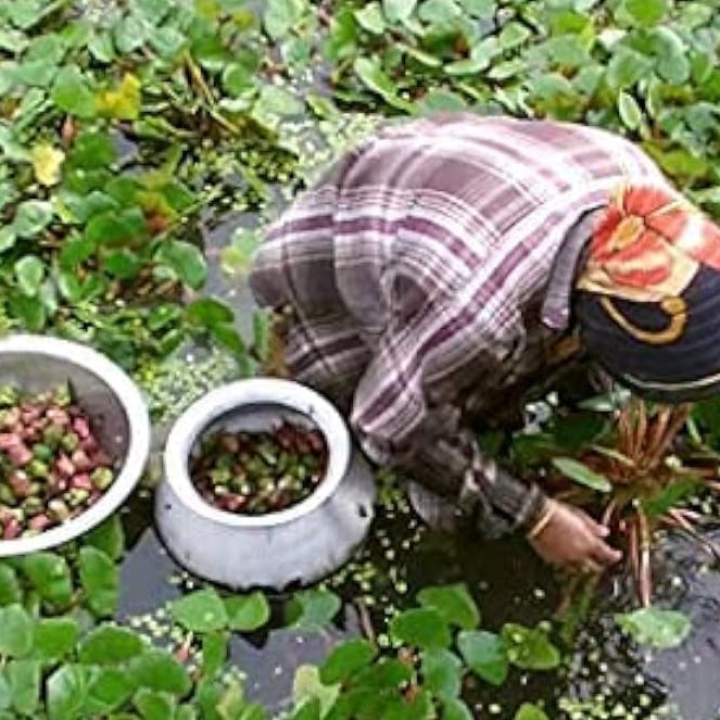 Water Chestnut Seeds up to 50%