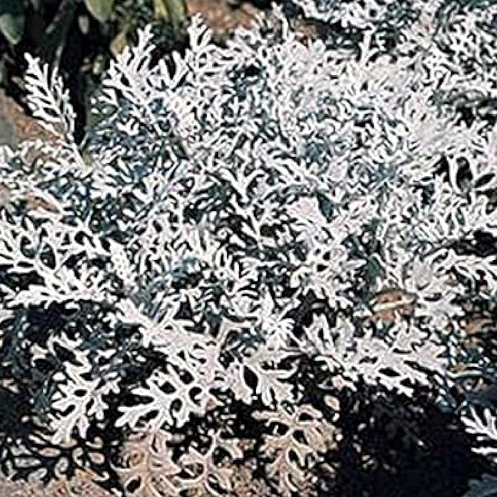 Dusty Miller Silver Dust Seeds – up to 50%