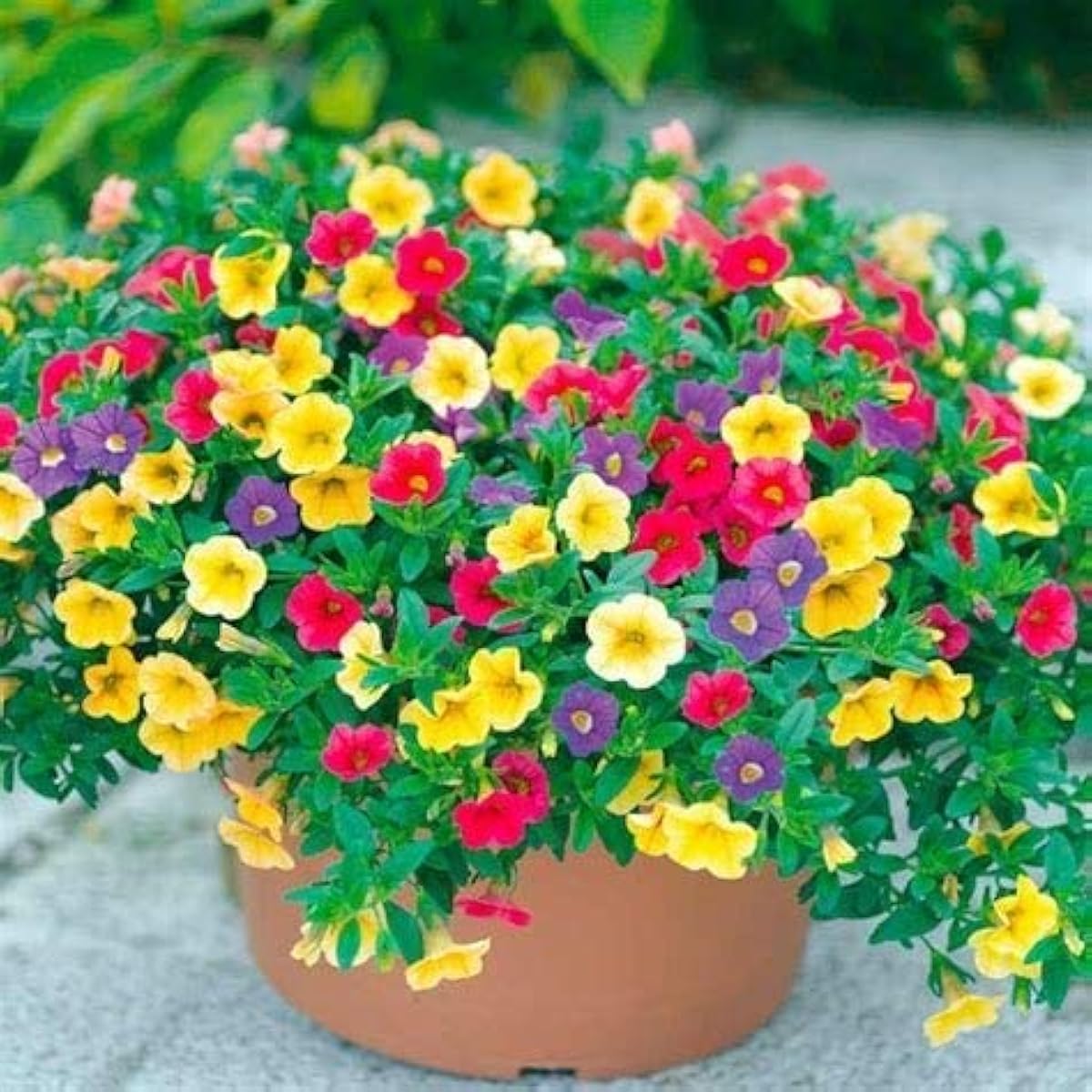 Mixed Calibrachoa Petunia Seeds up to 50%