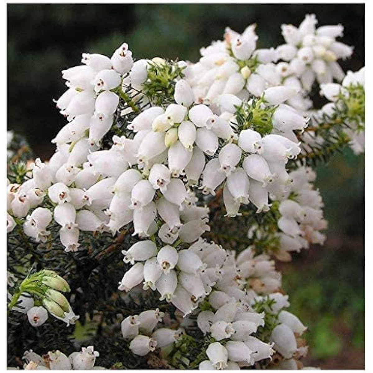White Heather Plant Seeds up to 50%