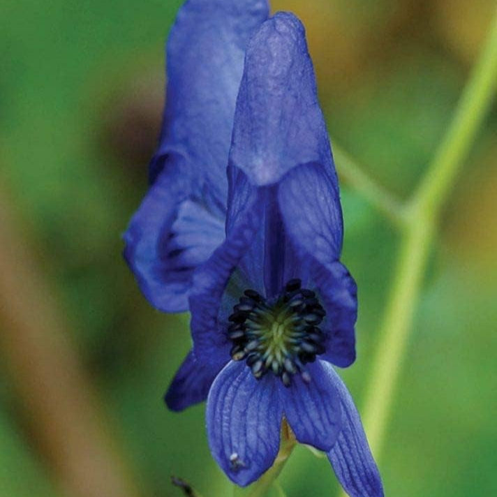 Monkshood Flower Seeds up to 50%