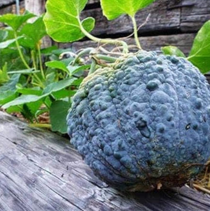 Black Futsu Squash Seeds up to 50%
