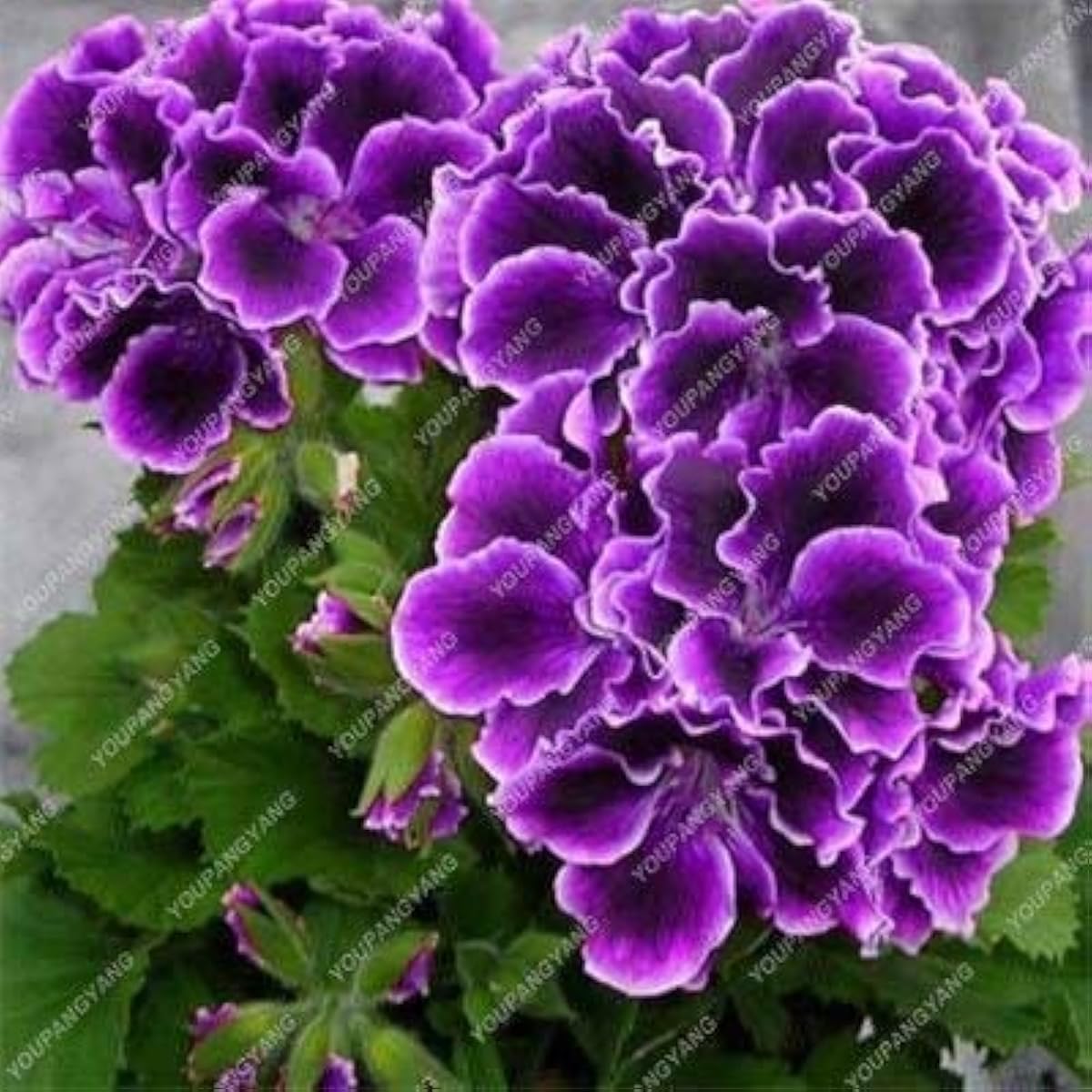 Violet Geranium Flower Seeds up to 50%
