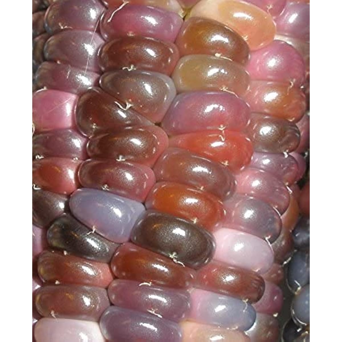Glass Gem Cherokee Indian Corn Heirloom Seeds – up to 50%