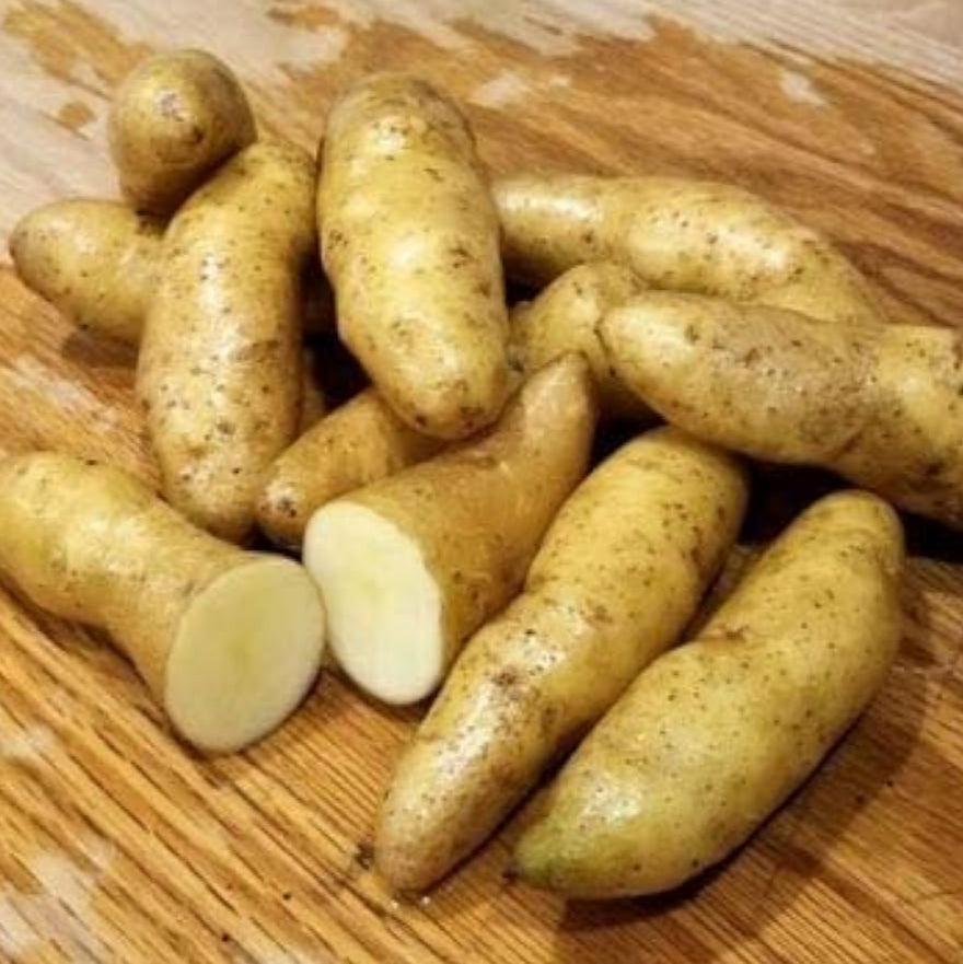 Banana Fingerling Potato Seeds up to 50%