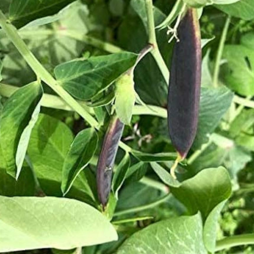 Sugar Snap Pea Seeds up to 50%