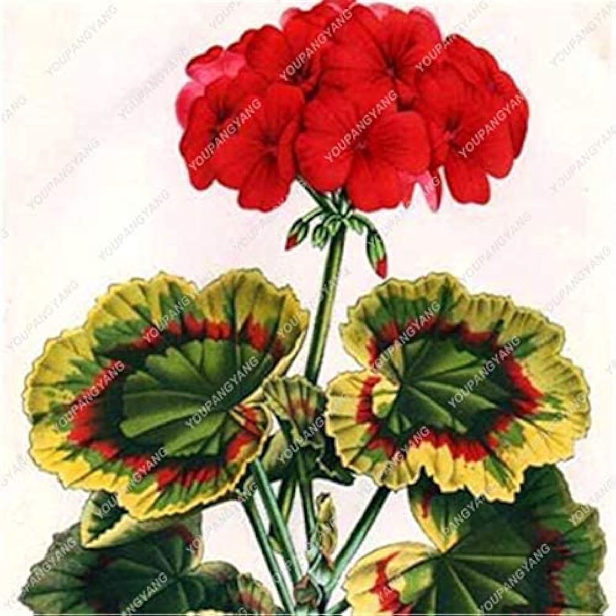 Violet Geranium Flower Seeds up to 50%