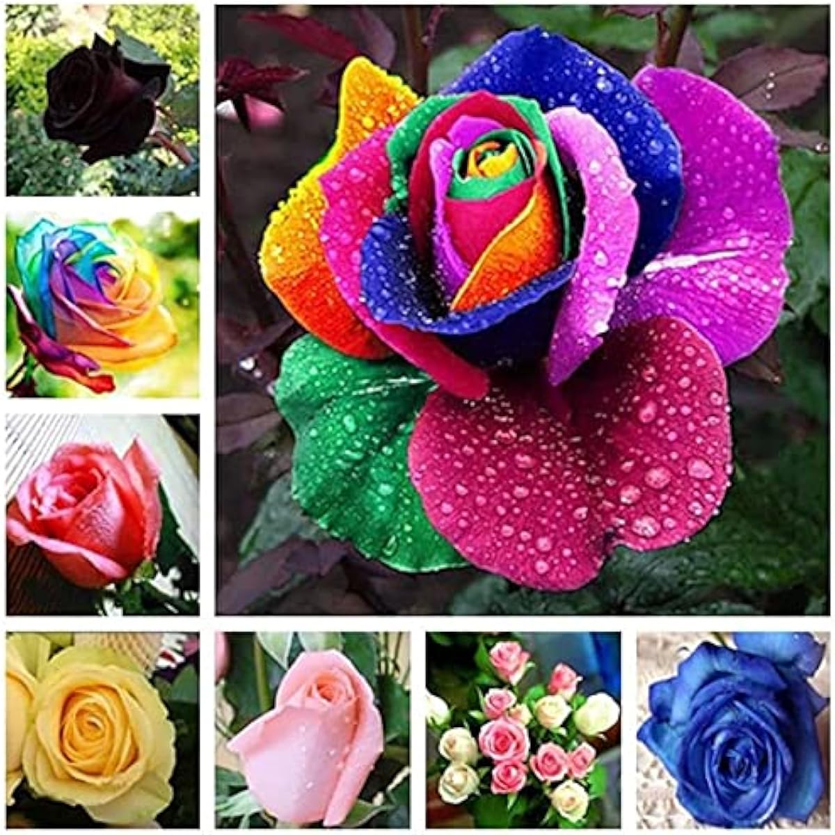 Mixed Color Rose Seeds up to 50%