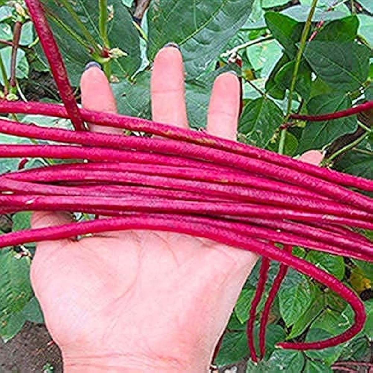 Red Noodle Yard-Long Beans seeds up to 50%