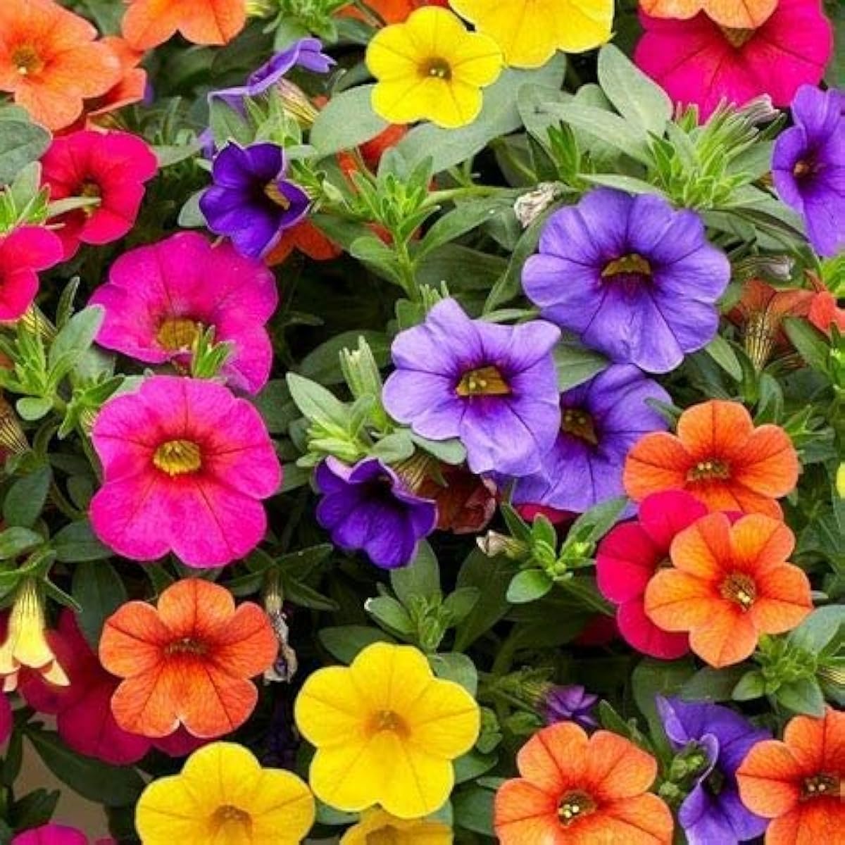 Mixed Calibrachoa Petunia Seeds up to 50%