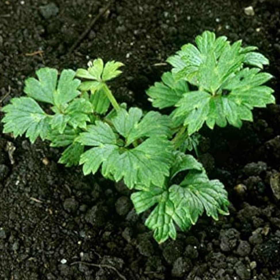 Mixed Heuchera Flower Seeds up to 50%