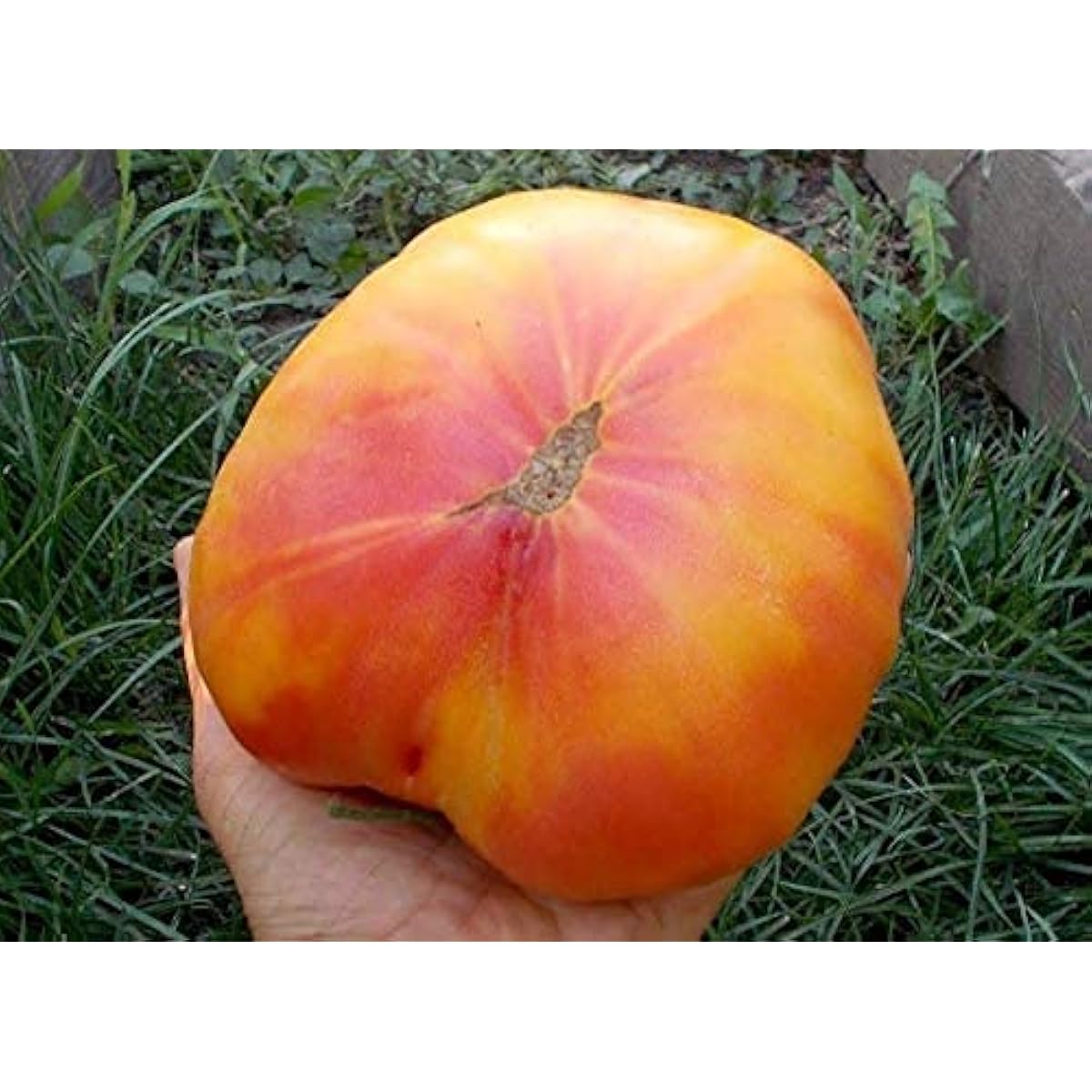 Rainbow Giant Tomato Seeds up to 50%